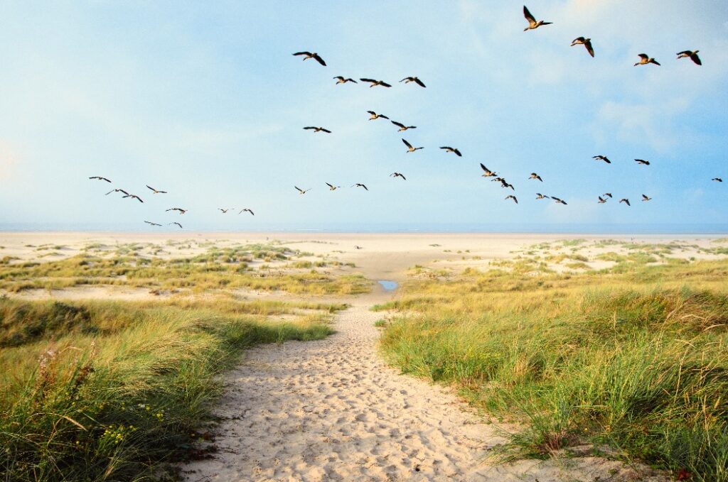 Ein großer Schwarm Canvasback-Enten fliegt über eine wunderschöne Dünenlandschaft an einem Strand auf der Nordseeinsel Langeoog in Deutschland, mit einem Weg, Sand und Gras an einem herrlichen Sommertag – Urlaub in Europa.