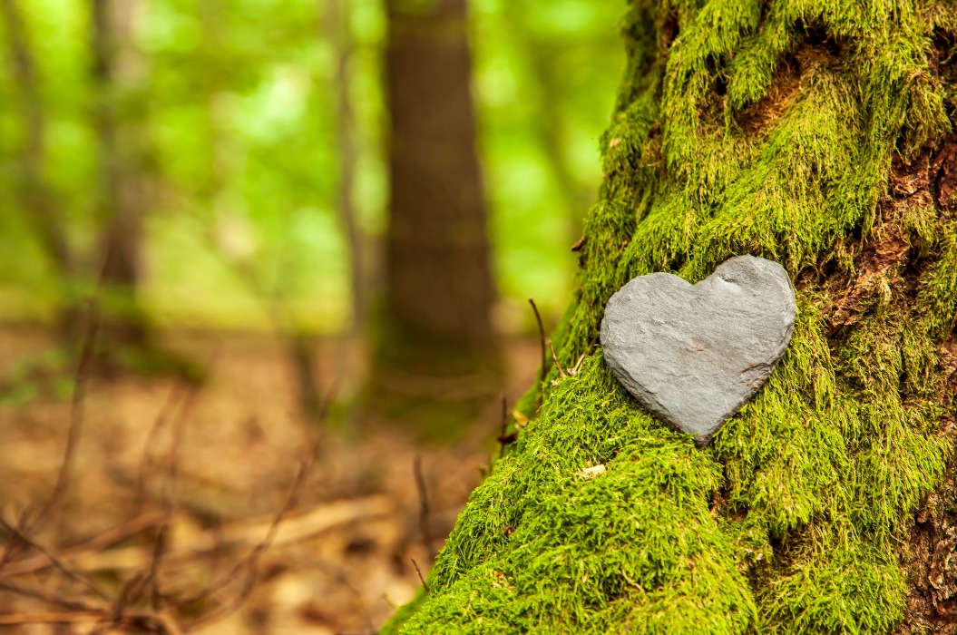 Funeral Heart sympathy or stone funeral heart near a tree. Natural burial grave in the forest. Heart on grass or moss. tree burial, cemetery and All Saints Day concepts