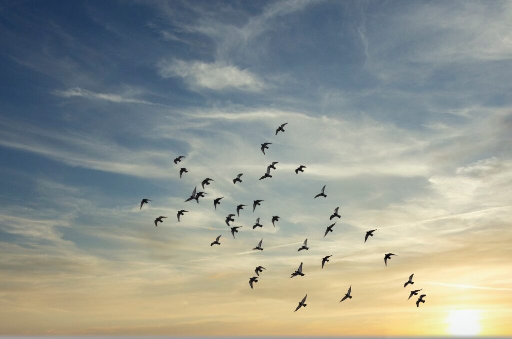 Vögel, die über den Abendhimmel fliegen